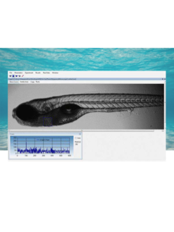 Cardiologia e Fisiologia em Zebrafish - MicroZebraLab